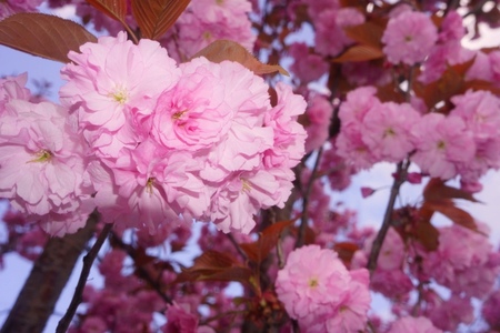 2012-5-18札幌桜 030.jpg